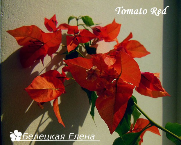 Tomato Red1